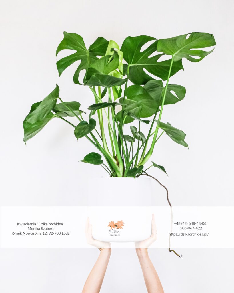 Monstera uprawa