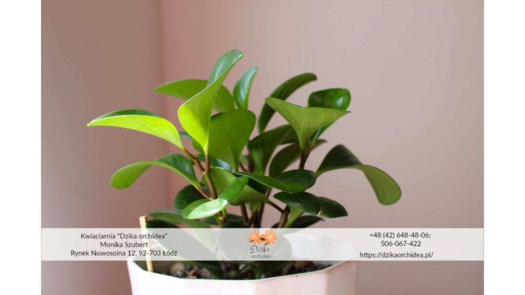 Peperomia